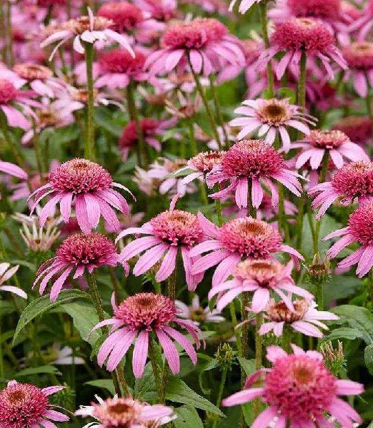 Echinacea 'Pink Double Delight'